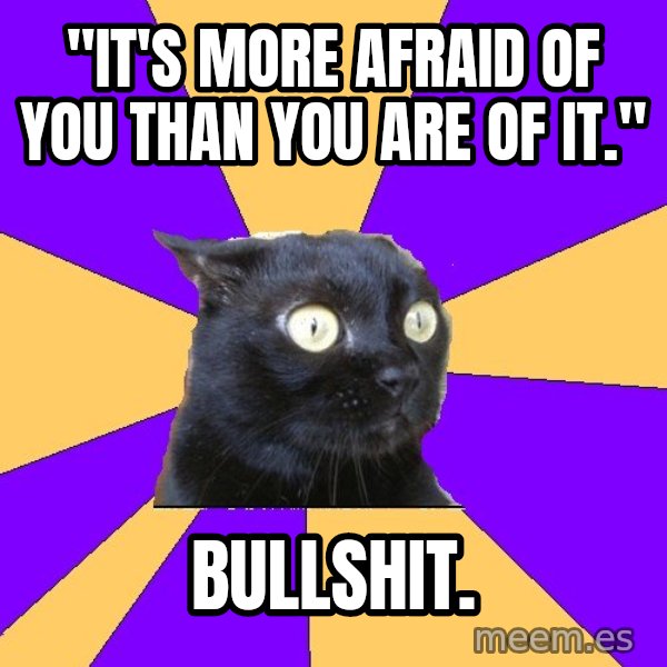 Anxiety Cat meme: "it's more afraid of you than you are of it." / BULLSHIT.