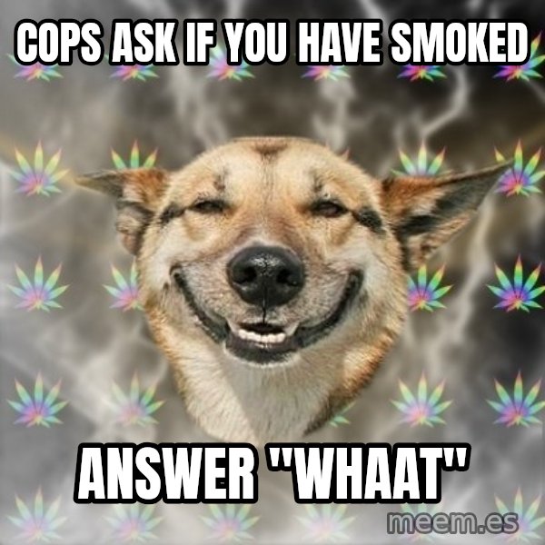 Stoner Dog meme: cops ask if you have smoked / answer ''whaat''