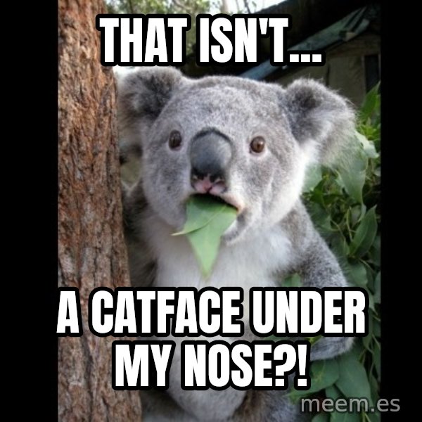 Koala can't believe it meme: that isn't... / a catface under my nose?!