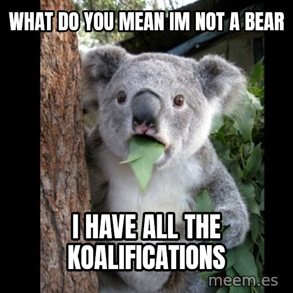Koala can't believe it meme: What do you mean im not a bear / I have all the Koalifications
