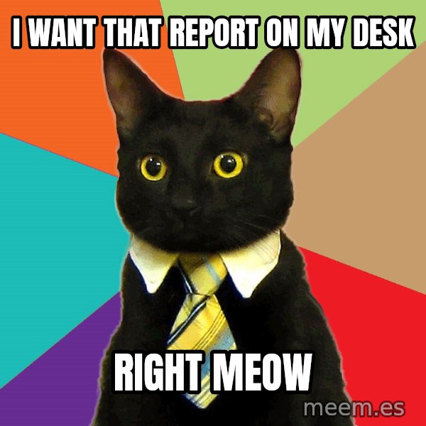 Business Cat meme: I want that report on my desk / right meow