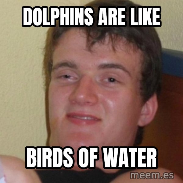 Stoner Stanley meme: dolphins are like / birds of water